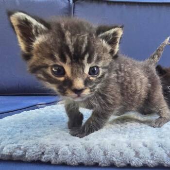 Thistle (Yellow) -  Domestic Short Hair Cat for Adoption in Belfair, Washington - Thistle (Yellow) | PetCurious