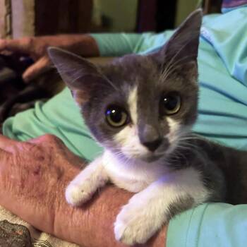 Domestic Short Hair Cats Available for Adoption - Taylor | PetCurious