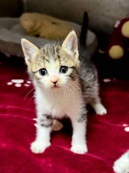 Johnny Cage -  Domestic Short Hair Cat for Adoption in Sanford, North Carolina - Johnny Cage | PetCurious