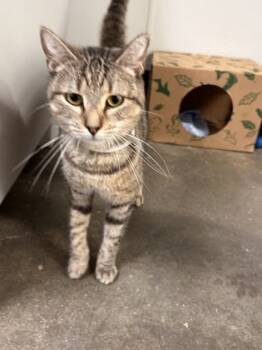 Rescue Domestic Short Hair Cats for Adoption in West Chester, Pennsylvania - Grey FKA Cat 4 | PetCurious