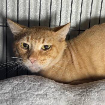 Wendell -  Domestic Short Hair Cat for Adoption in Saginaw, Michigan - Wendell | PetCurious
