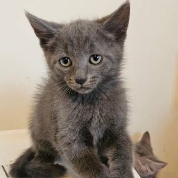 Raven -  Domestic Short Hair Cat for Adoption in Belleville, Illinois - Raven | PetCurious