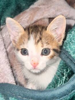 Rescue Tabby Cats for Adoption in San Antonio, Texas - Mason | PetCurious