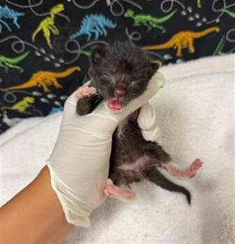 BETTY -  Domestic Short Hair Cat for Adoption in Riverside, California - BETTY | PetCurious