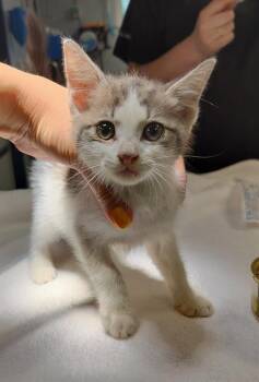 HONDA -  Domestic Short Hair Cat for Adoption in Tallahassee, Florida - HONDA | PetCurious