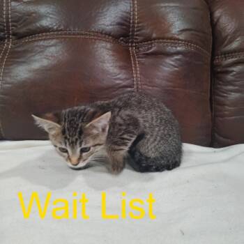 Figs -  Domestic Short Hair Cat for Adoption in Livingston, Texas - Figs | PetCurious