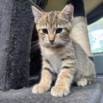 Murphy -  Domestic Short Hair Cat for Adoption in Shelbyville, Indiana - Murphy | PetCurious