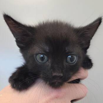 Mozz -  Domestic Short Hair Cat for Adoption in Sand Springs, Oklahoma - Mozz | PetCurious