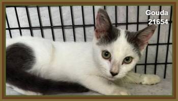 GOUDA (see also BRIE and siblings) -  Domestic Short Hair Cat for Adoption in Marietta, Georgia - GOUDA (see Also BRIE And Siblings) | PetCurious