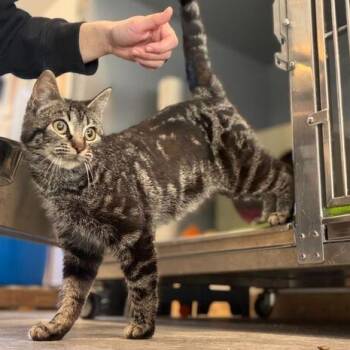 Tabby Cats Available for Adoption - Toad | PetCurious