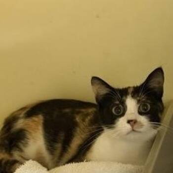 Shania -  Domestic Short Hair Cat for Adoption in Charleston, South Carolina - Shania | PetCurious