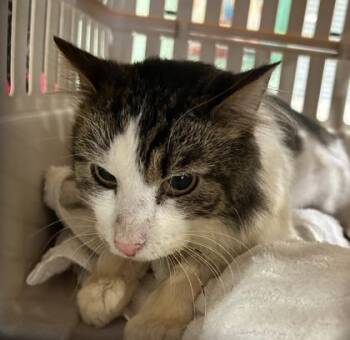 Zero -  Domestic Short Hair Cat for Adoption in Cincinnati, Ohio - Zero | PetCurious