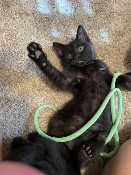 Maisy May -  Domestic Short Hair Cat for Adoption in Denver, Colorado - Maisy May | PetCurious