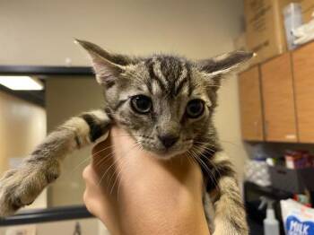 Domestic Short Hair Cats Available for Adoption in Modesto, California - SCAR | PetCurious