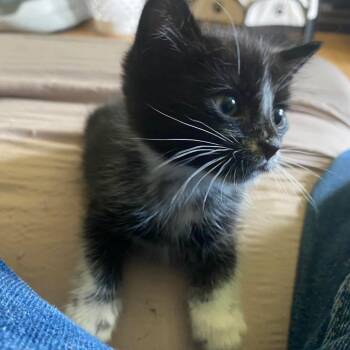 Snoop Cat -  Domestic Short Hair Cat for Adoption in Chattanooga, Tennessee - Snoop Cat | PetCurious