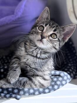 Rescue Domestic Short Hair Cats for Adoption in Pekin, Illinois - Georgia | PetCurious