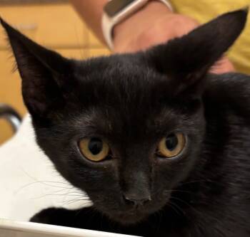 Rescue Domestic Short Hair Cats for Adoption in Elizabethton, Tennessee - DAISY | PetCurious