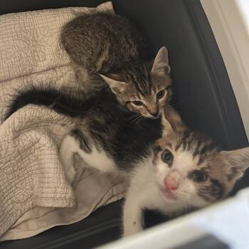 Darby -  Domestic Short Hair Cat for Adoption in Normal, Illinois - Darby | PetCurious