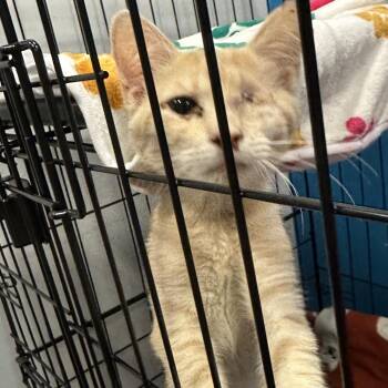 Domestic Medium Hair Cats Available for Adoption - Blink | PetCurious