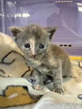 61268816 -  Domestic Short Hair Cat for Adoption in El Paso, Texas - 61268816 | PetCurious