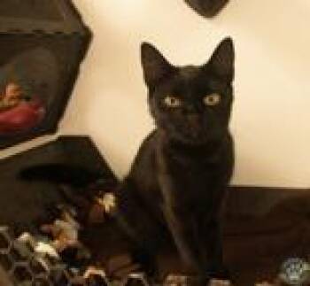 Ariella -  Domestic Short Hair Cat for Adoption in Potsdam, New York - Ariella | PetCurious