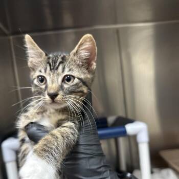 Han -  Domestic Short Hair Cat for Adoption in Lakeland, Florida - Han | PetCurious