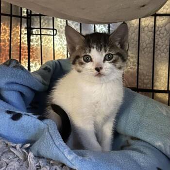 Evelia -  Domestic Short Hair Cat for Adoption in Priest River, Idaho - Evelia | PetCurious