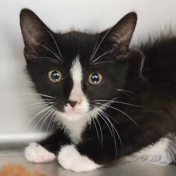 Domestic Short Hair Cats Available for Adoption in Sarasota, Florida - Crumpet | PetCurious