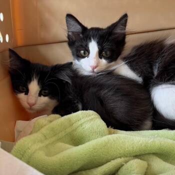 Violet -  Domestic Long Hair Cat Available for Adoption in Santa Susana, California - Violet | PetCurious