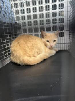 Domestic Short Hair Cats Available for Adoption in Palmetto, Florida - A135899 | PetCurious