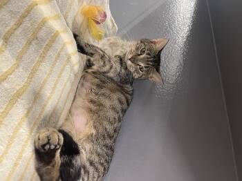 Rescue Domestic Short Hair Cats for Adoption in Hammond, Indiana - Sugar | PetCurious