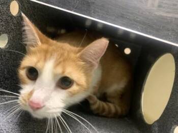 Rose -  Domestic Short Hair Cat for Adoption in New Orleans, Louisiana - Rose | PetCurious