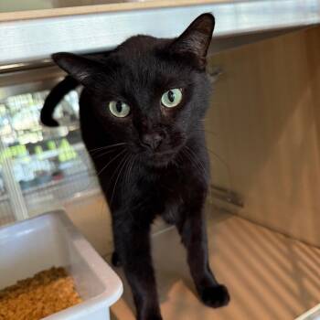 Domestic Short Hair Cats Available for Adoption in Leander, Texas - Ender | PetCurious