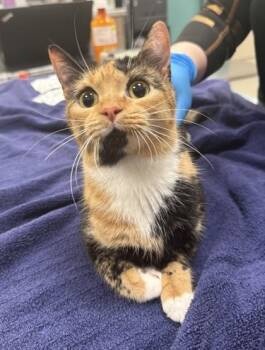 Daisy Jones -  Domestic Short Hair Cat for Adoption in Fishers, Indiana - Daisy Jones | PetCurious