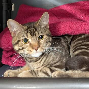 Mark -  Tabby Cat for Adoption in Wilmington, Ohio - Mark | PetCurious