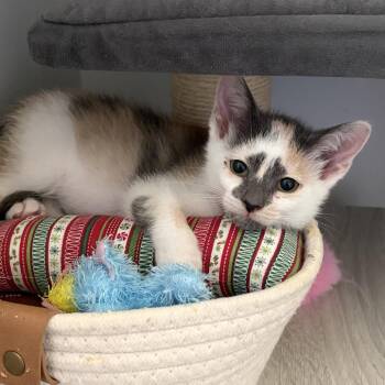 Purrl -  Domestic Short Hair Cat for Adoption in Bountiful, Utah - Purrl | PetCurious