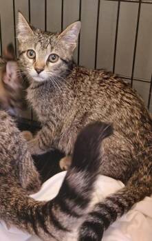 Raindrop -  Domestic Short Hair Cat for Adoption in West Memphis, Arkansas - Raindrop | PetCurious