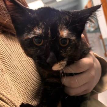 Autumn -  Domestic Short Hair Cat for Adoption in Lenexa, Kansas - Autumn | PetCurious