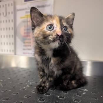 Prentiss -  Domestic Short Hair Cat for Adoption in League City, Texas - Prentiss | PetCurious