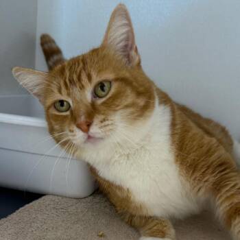 Domestic Short Hair Cats Available for Adoption - Ruby | PetCurious