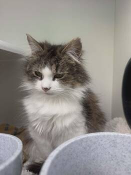 Domestic Medium Hair Cats Available for Adoption in Oxford, Pennsylvania - Priscilla  | PetCurious