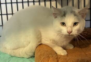 Rescue Domestic Short Hair Cats for Adoption in Williamstown, Kentucky - Chief | PetCurious