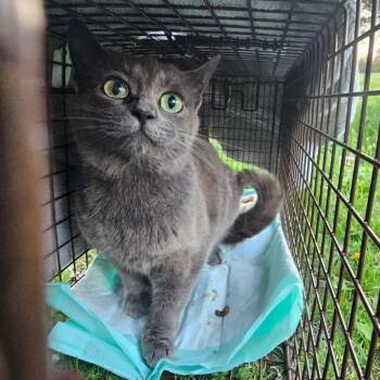 Prue (S4) -  Domestic Short Hair Cat for Adoption in Hedgesville, West Virginia - Prue (S4) | PetCurious