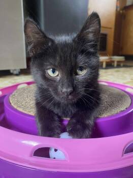 Rescue Domestic Short Hair Cats for Adoption in Gorham, Maine - Wok | PetCurious