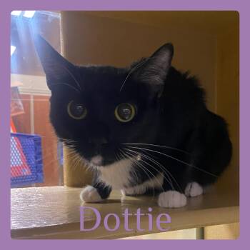 Tuxedo Cats Available for Adoption - DOTTIE | PetCurious