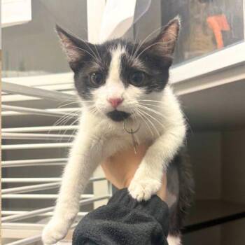 BETTY -  Domestic Short Hair Cat for Adoption in Aurora, Colorado - BETTY | PetCurious