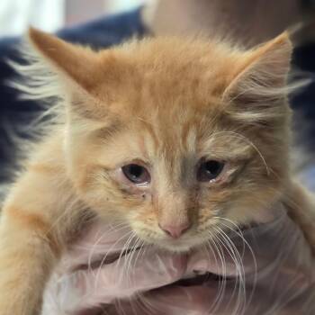 Joey -  Domestic Long Hair Cat for Adoption in Newark, New Jersey - Joey | PetCurious