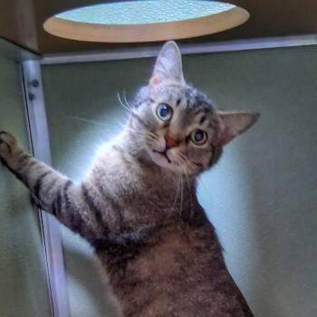 Domestic Short Hair Cats Available for Adoption in Riverwoods, Illinois - Archie | PetCurious