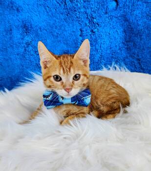 Rescue Domestic Short Hair Cats for Adoption in Pasadena, Texas - Eric | PetCurious