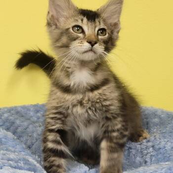 Figaro -  Domestic Medium Hair Cat Available for Adoption in Memphis, Tennessee - Figaro | PetCurious